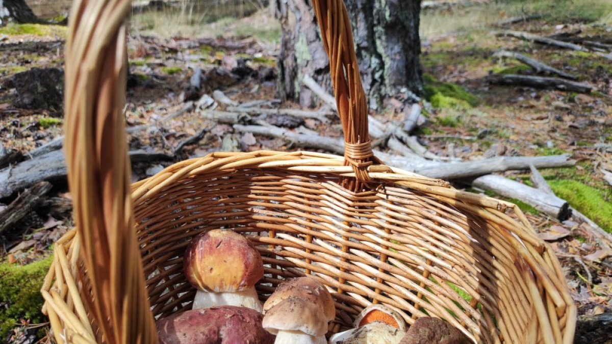 Boletus recogidos esta misma semana en los montes de Soria en la que se observa claramente la diferencia entre los pinícolas y los edulis.