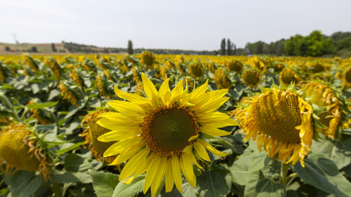 Finca de girasoles en Soria.