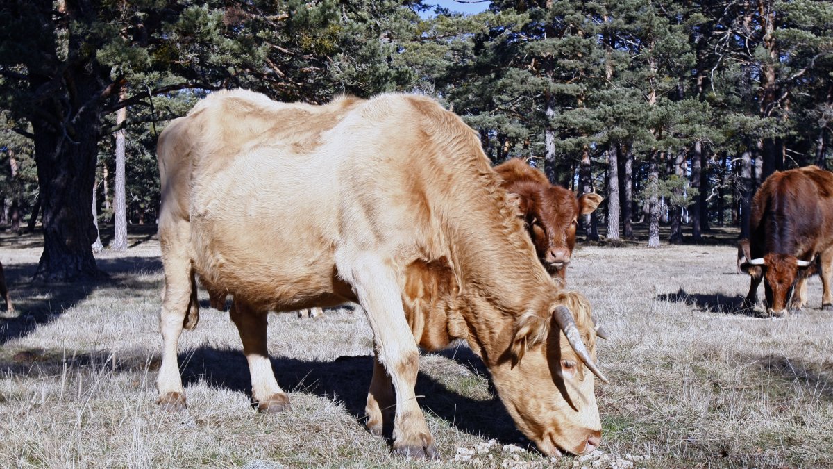 Vaca en una imagen de archivo.