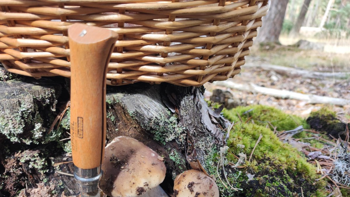 Ya son casi 19.000 los permisos micológicos expedidos.