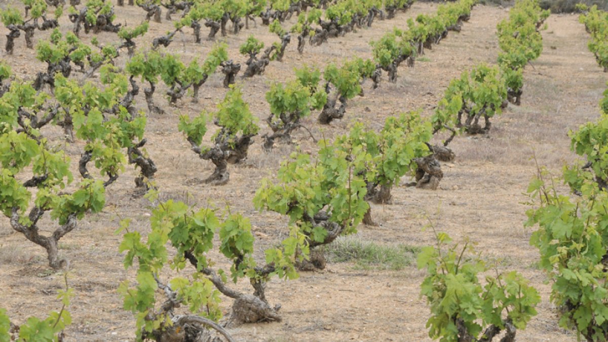 Castilla y León ya ha recibido 13 millones de las indemnizaciones al viñedo.