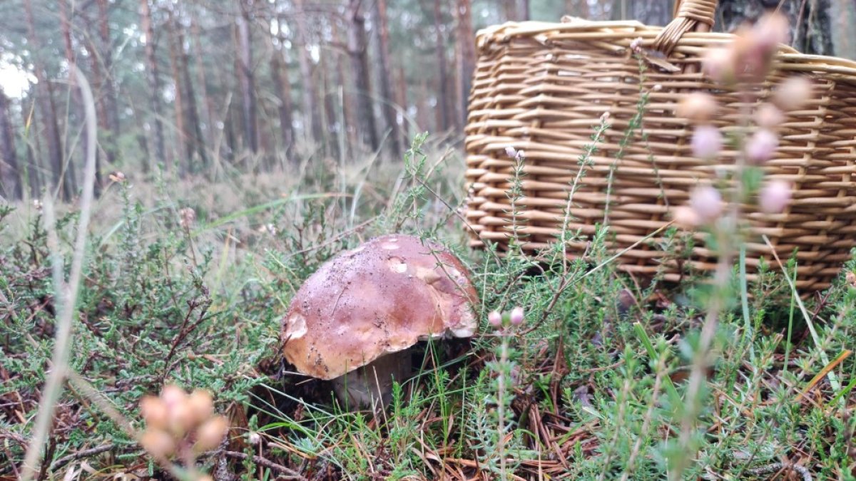 Un boletus asoma esta misma semana en la zona de Pinares de Soria.