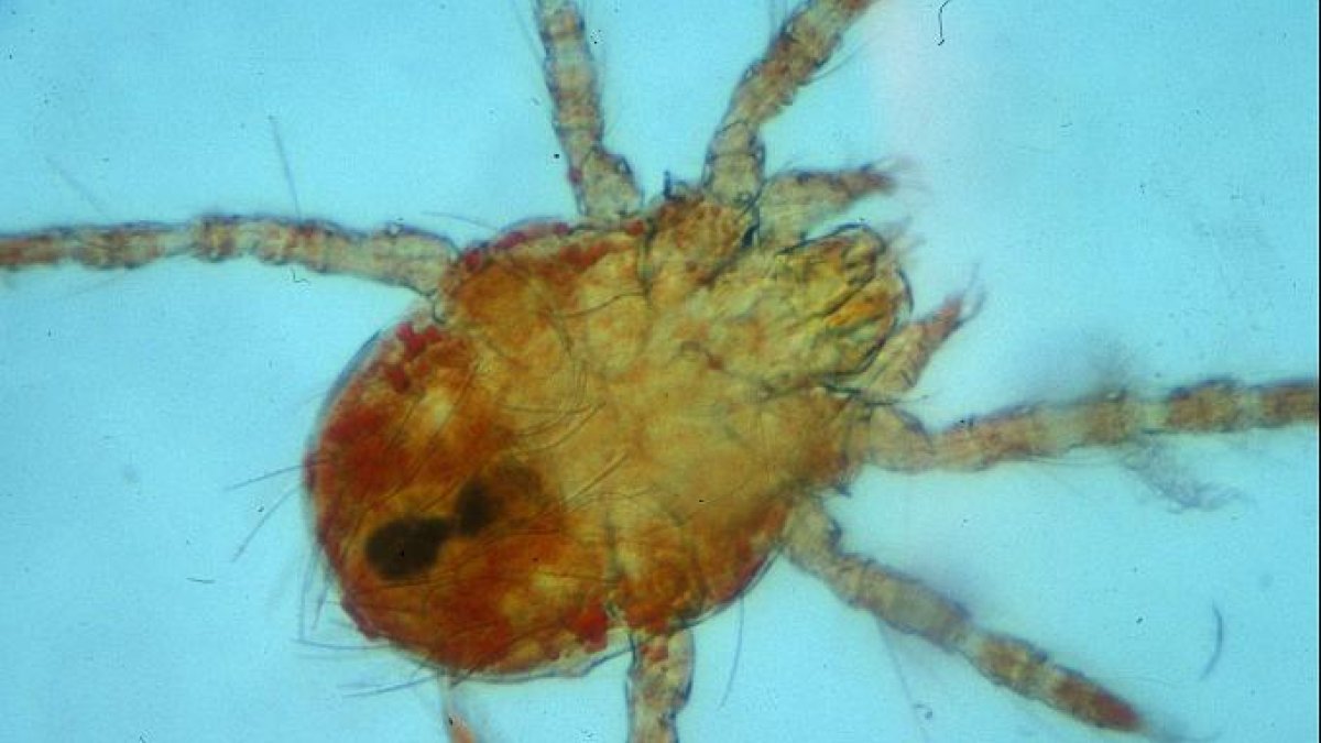 Larva de Neotrombicula autumnalis. Trabajo del veterinario José Luis Serrano.