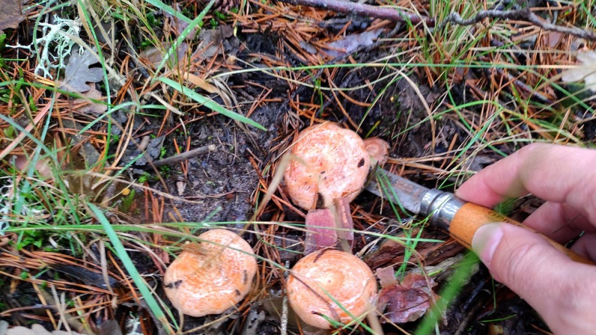 Un recolector corta unos níscalos en un monte de Soria.