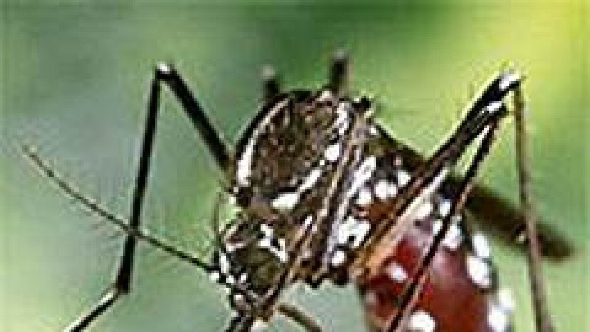 Mosquito tigre.