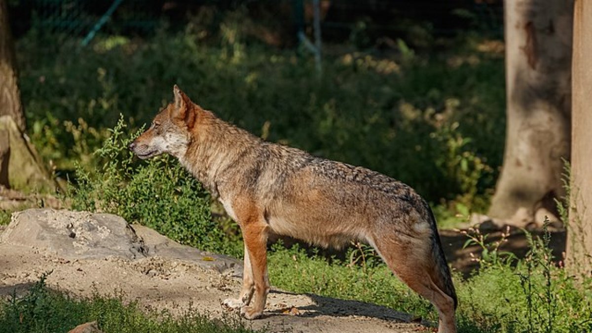 Lobo en el monte.