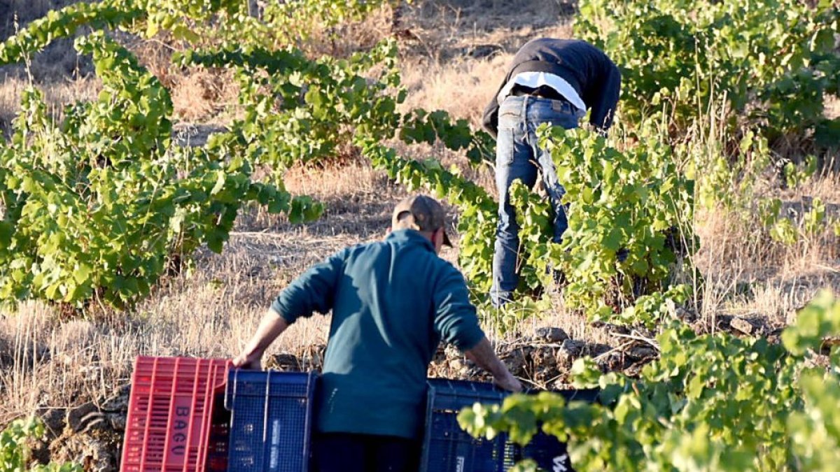 Tiempo de vendimia en un viñedo de la Denominación de Origen Cebreros.