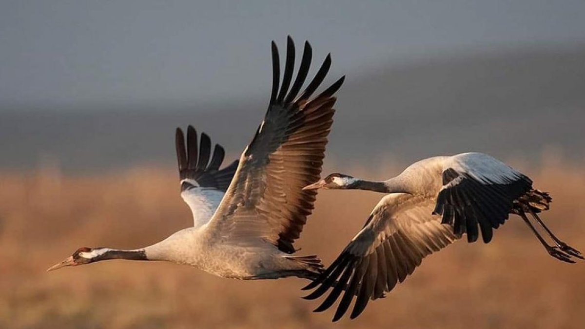 Dos grullas en pleno vuelo en la provincia de Soria.