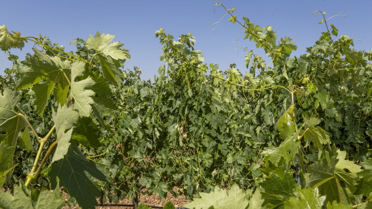 Viñas en Soria.
