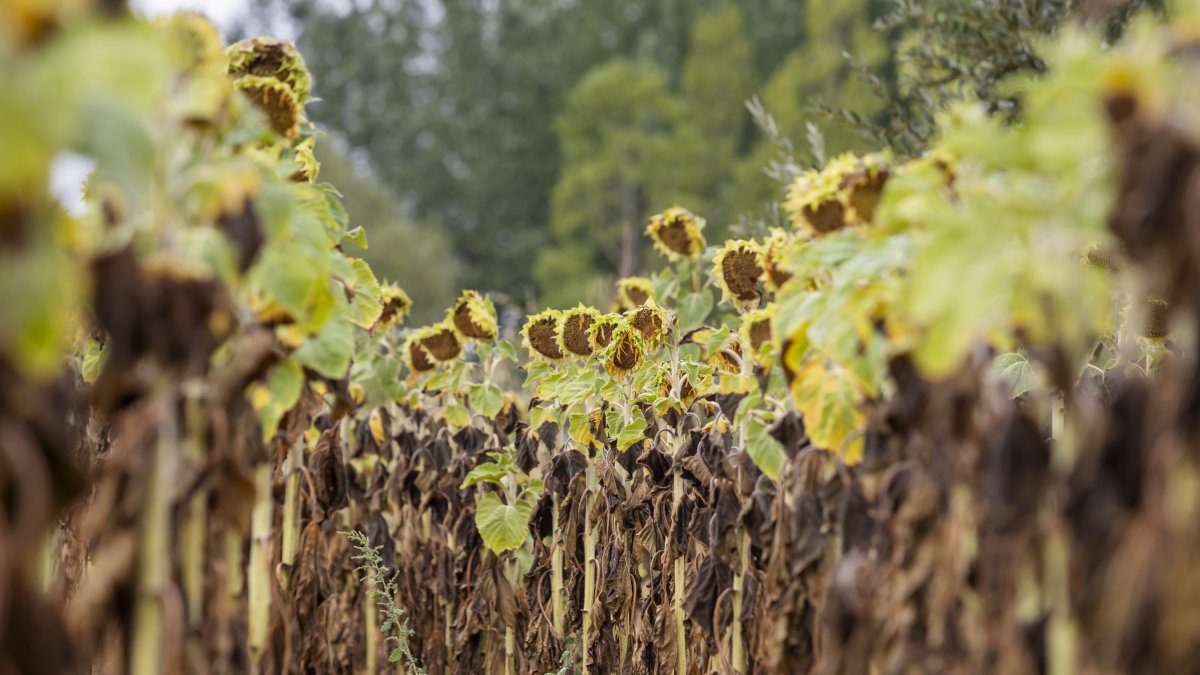 Finca de girasoles en la provincia.