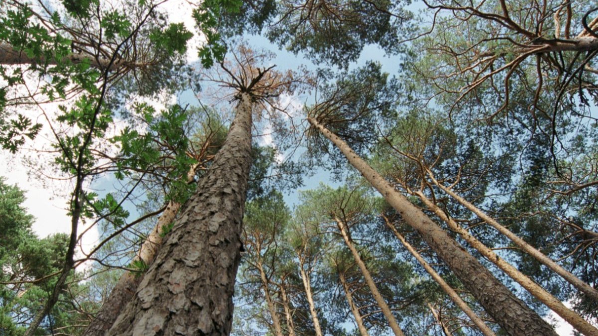 Bosque de pinos en la provincia de Soria.