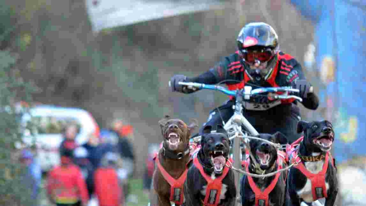 El musher olvegueño Jorge García y sus perros en una imagen de archivo.