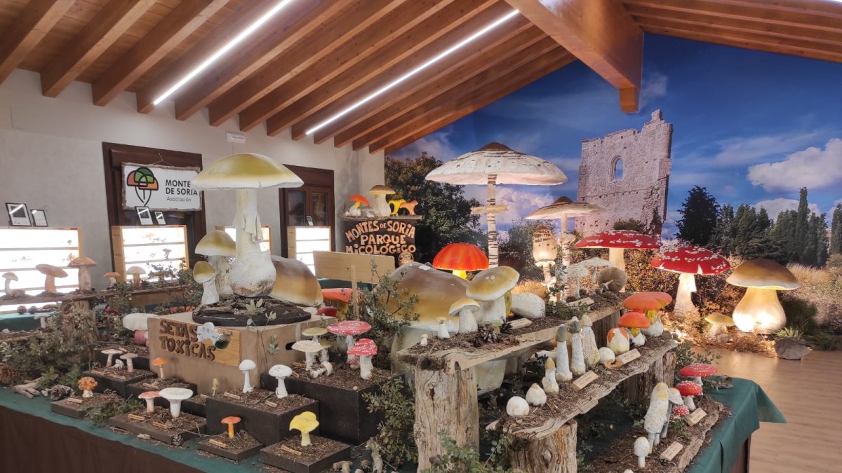 Sotos del Burgo, Guijosa y Sotillo del Rincón serán los tres últimos pueblos donde se celebrará Micotour de otoño.