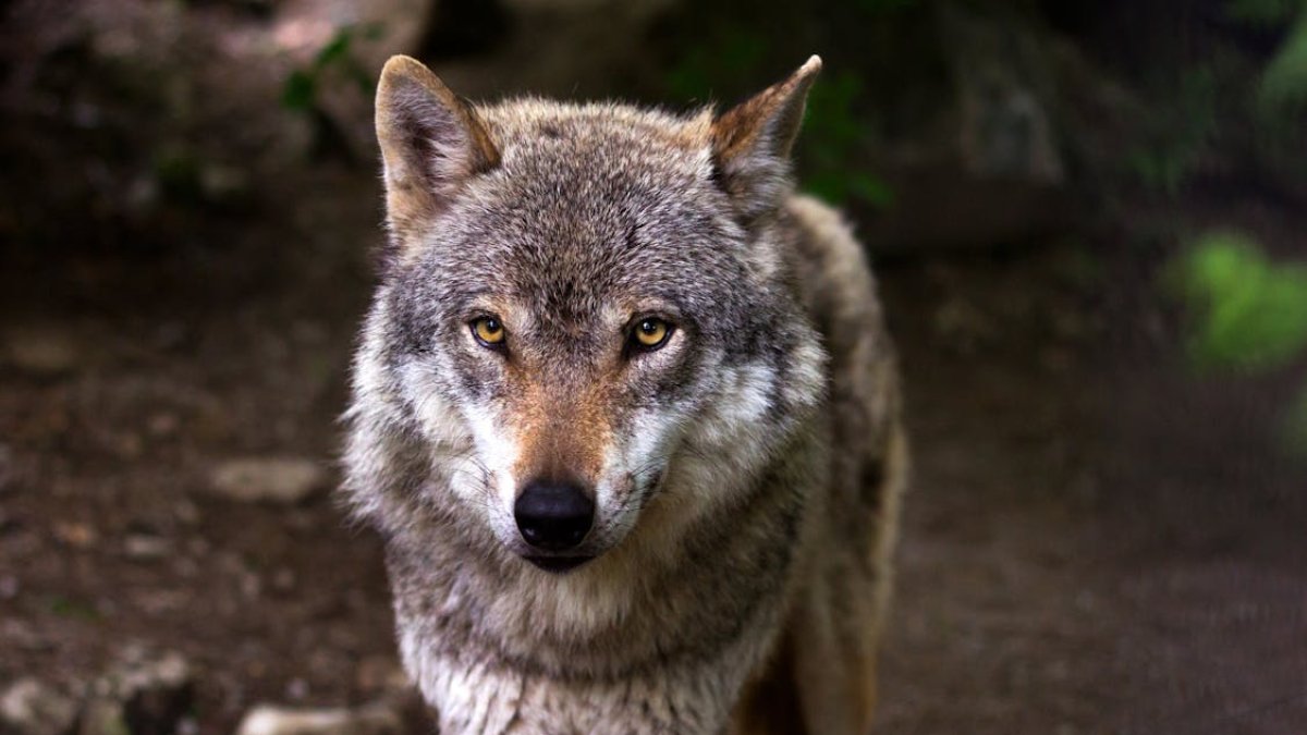 Lobo mirando fijamente.