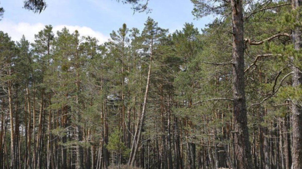 Comarca de Pinares de la provincia de Soria.