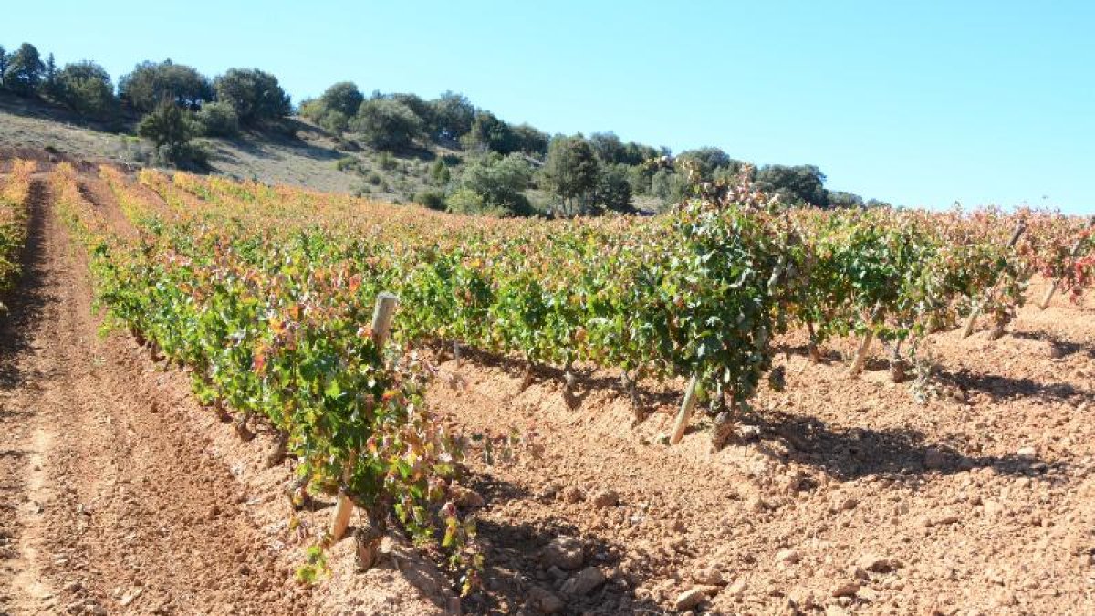 Viñas en la provincia de Soria.