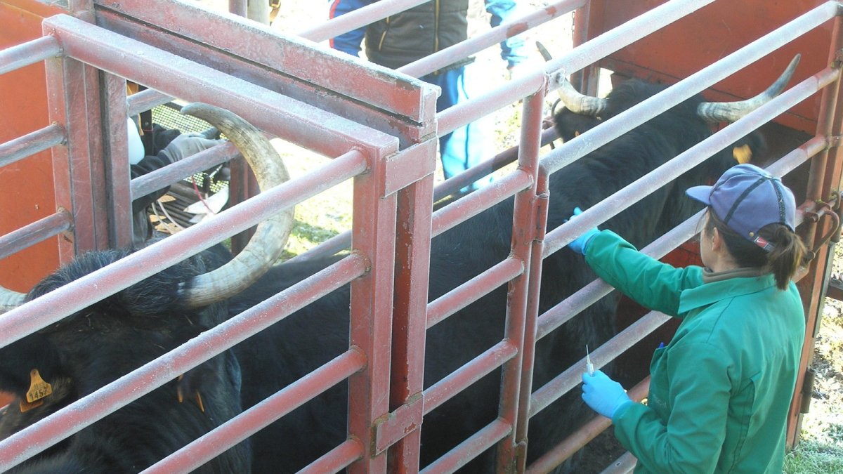Vacunando animales en una explotación de Salamanca.