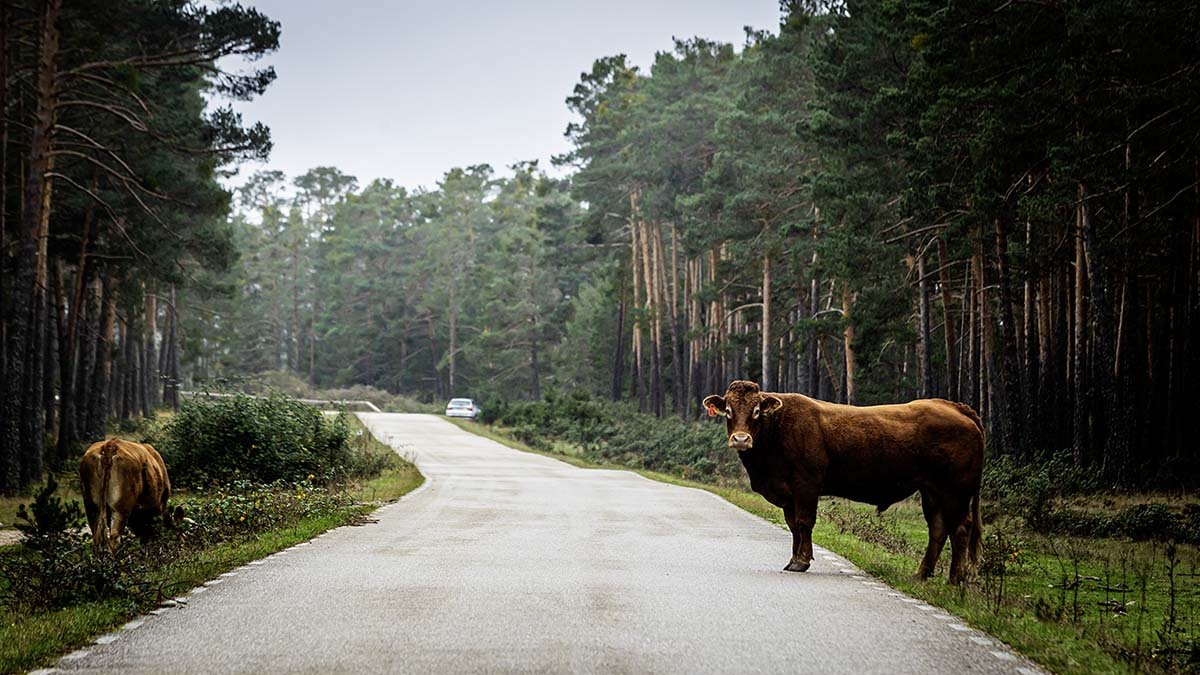 Carretera de Duruelo a Navaleno.