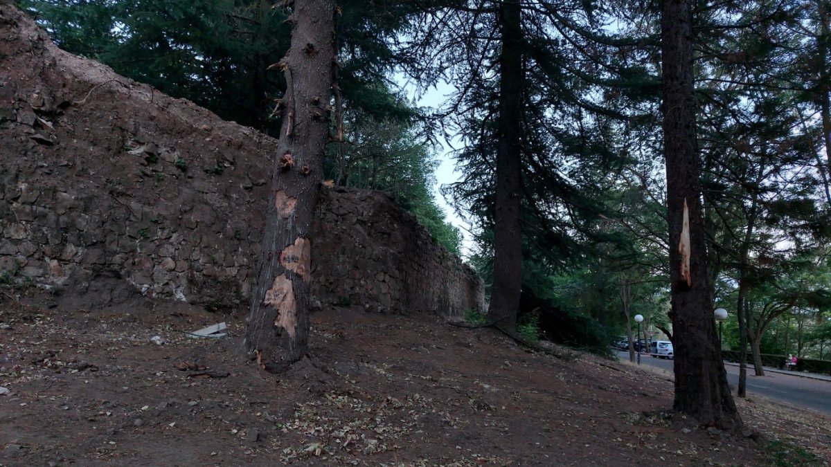 La secuoya y dos cedros que han sido talados en el parque del Castillo de Soria.