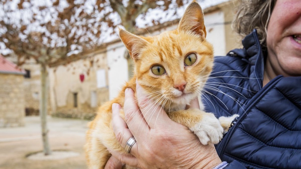 Una persona sostiene un gato.
