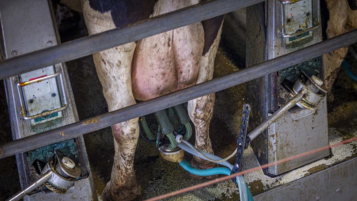 Vacuno de leche en Soria