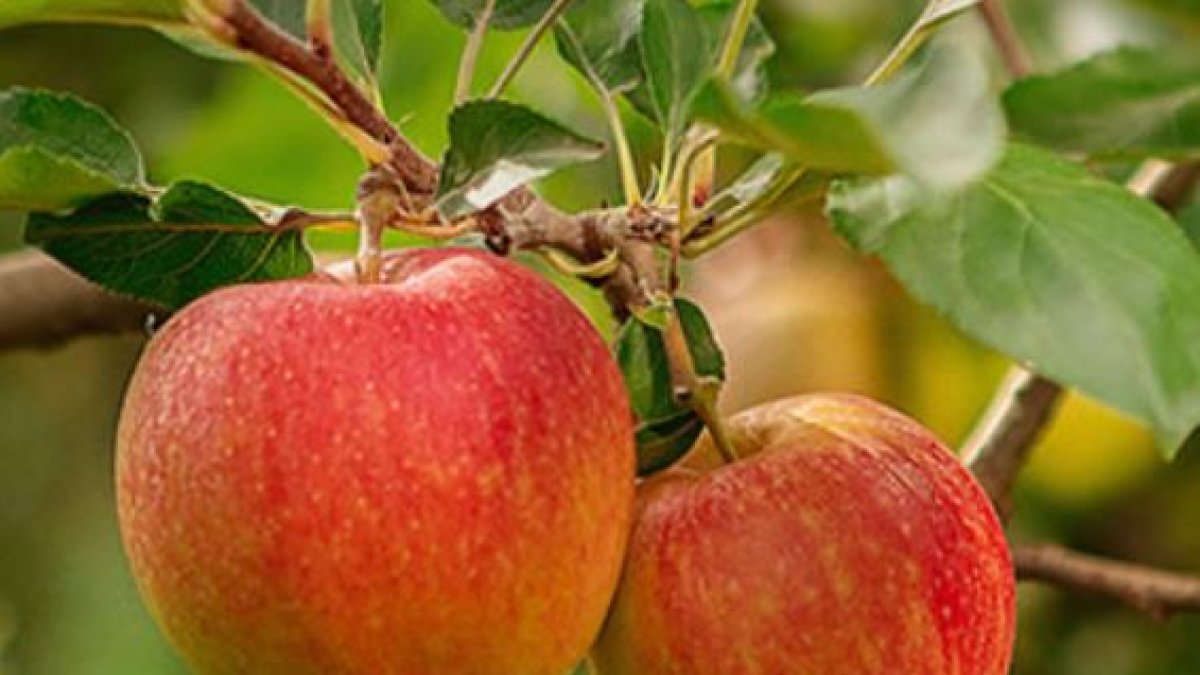 Las manzanas cultivas en Soria, las más sabrosas de España y Portugal