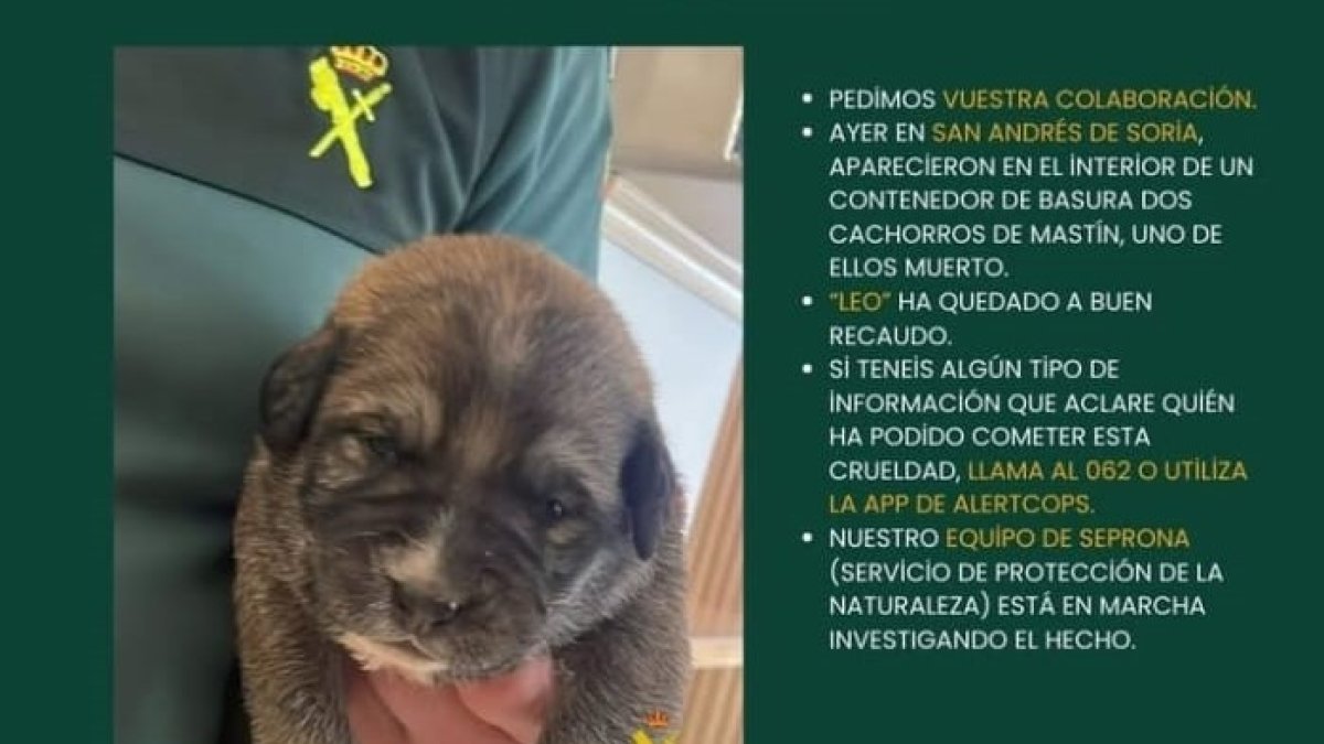 'Leo', el cachorro de mastín que pudo ser rescatado con vida.