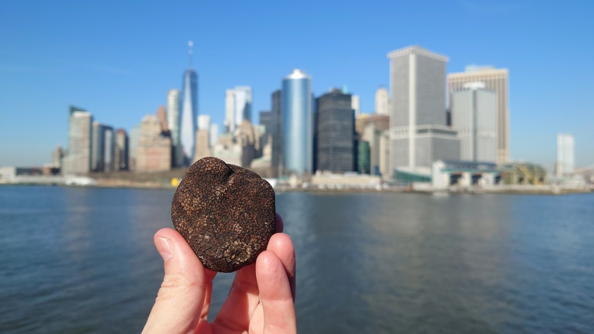 Un ejemplar de trufa negra frente al 'skyline' de Manhattan.