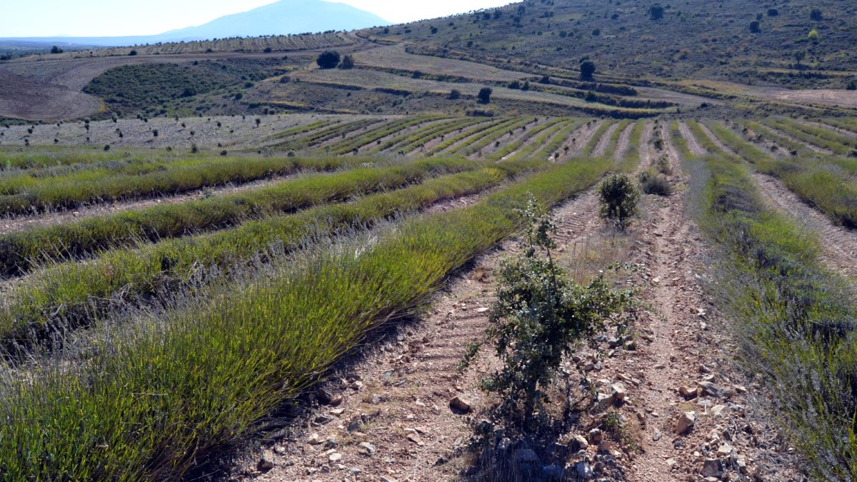 Parcela de lavandín con encina micorrizada en la localidad soriana de San Felices.