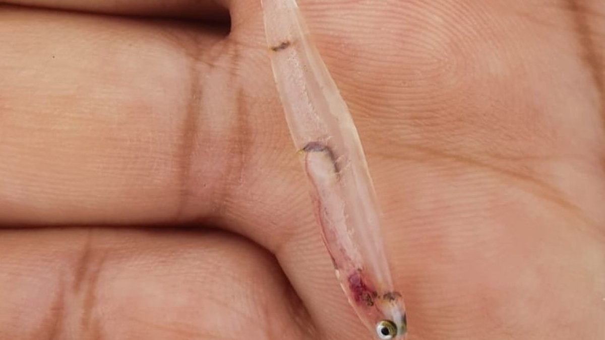 Chanquete como los que se prevé criar en Soria con la vista puesta en la hostelería.