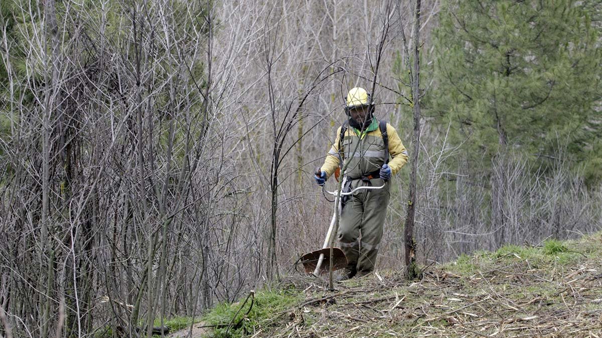 Trabajos de desbroce en montes.