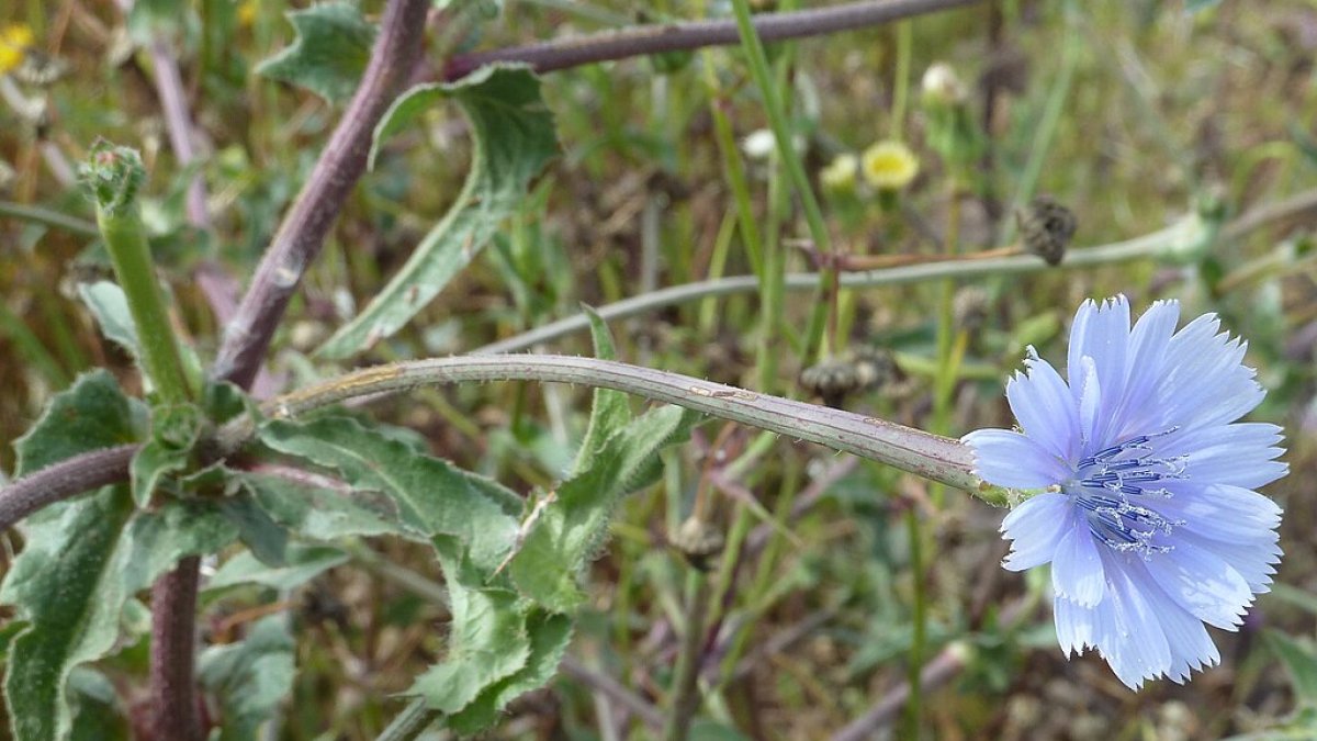Achicoria en flor.