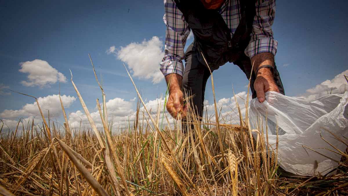 Agricultor en un campo de Soria.