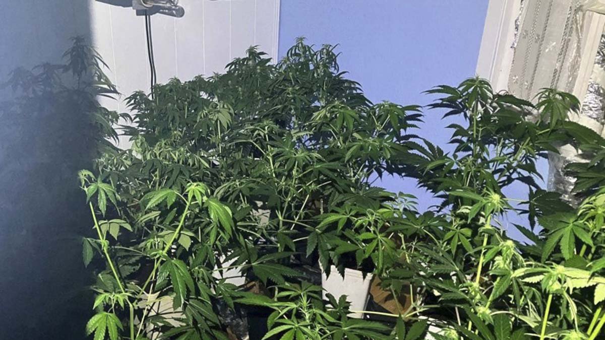 La plantación de marihuana incautada.