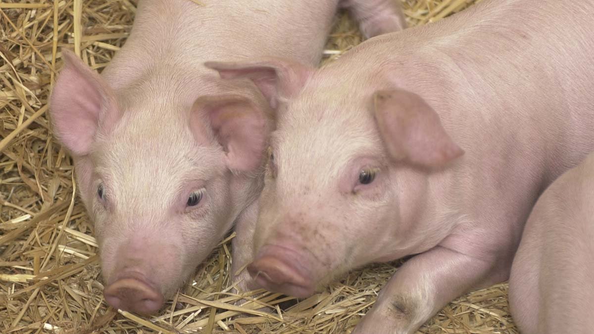 Lechones de cebo en una granja.