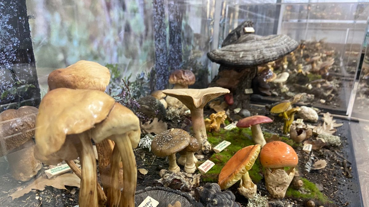 Exposición de setas que podrá verse en las casas del parque.