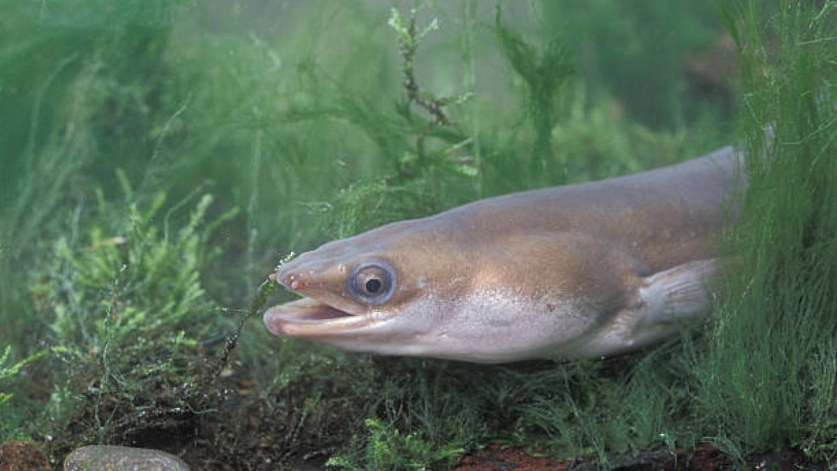 La angula es el alevín de la anguila.