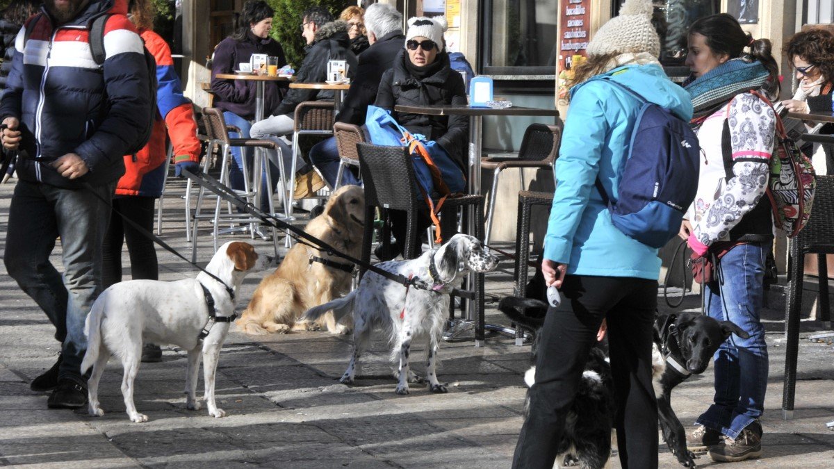 Perros en el exterior de establecimientos de hostelería.