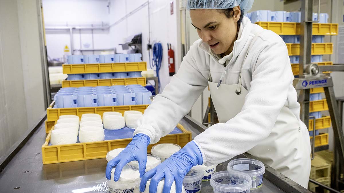 Una trabajadora envasa a mano los afamados quesos frescos.