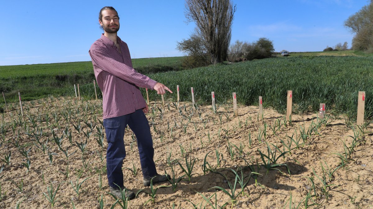 El capataz forestal, Emilio Medina Román, cultiva hortalizas de secano en Villalcazar de Sirga(Palencia) como parte del proyecto de recuperación y conservación de semillas, en la imagen su huerta de La Mielga donde ha cultivado diversas variedades de ajos.
