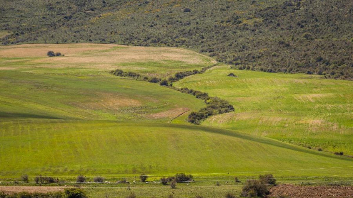 Imagen de archivo de un campo de trigo.