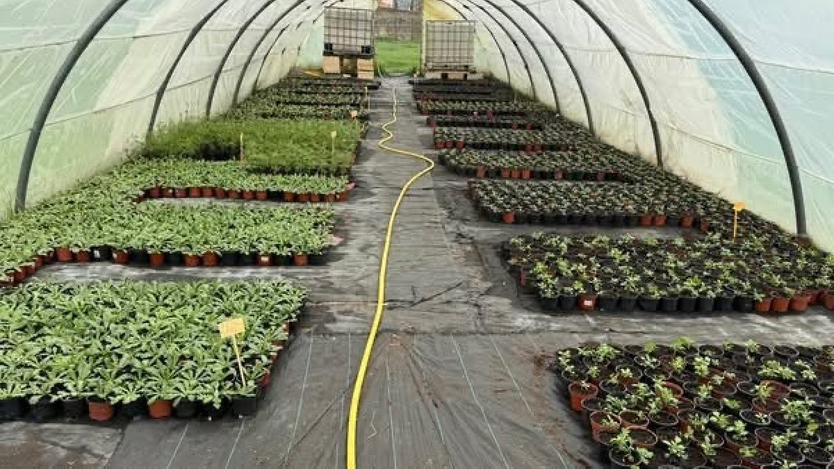 Las plantas del Vivero Municipal que se destinarán a los parques y jardines.