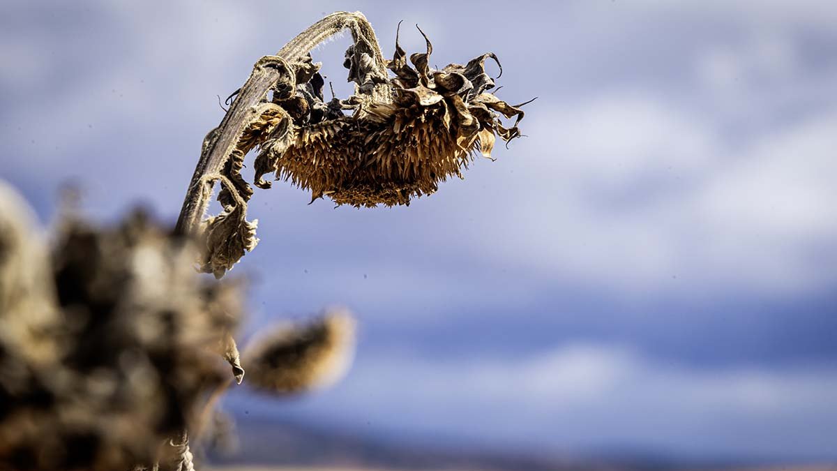 Asaja Soria asegura que el girasol no pudo cosecharse por exceso de lluvias.