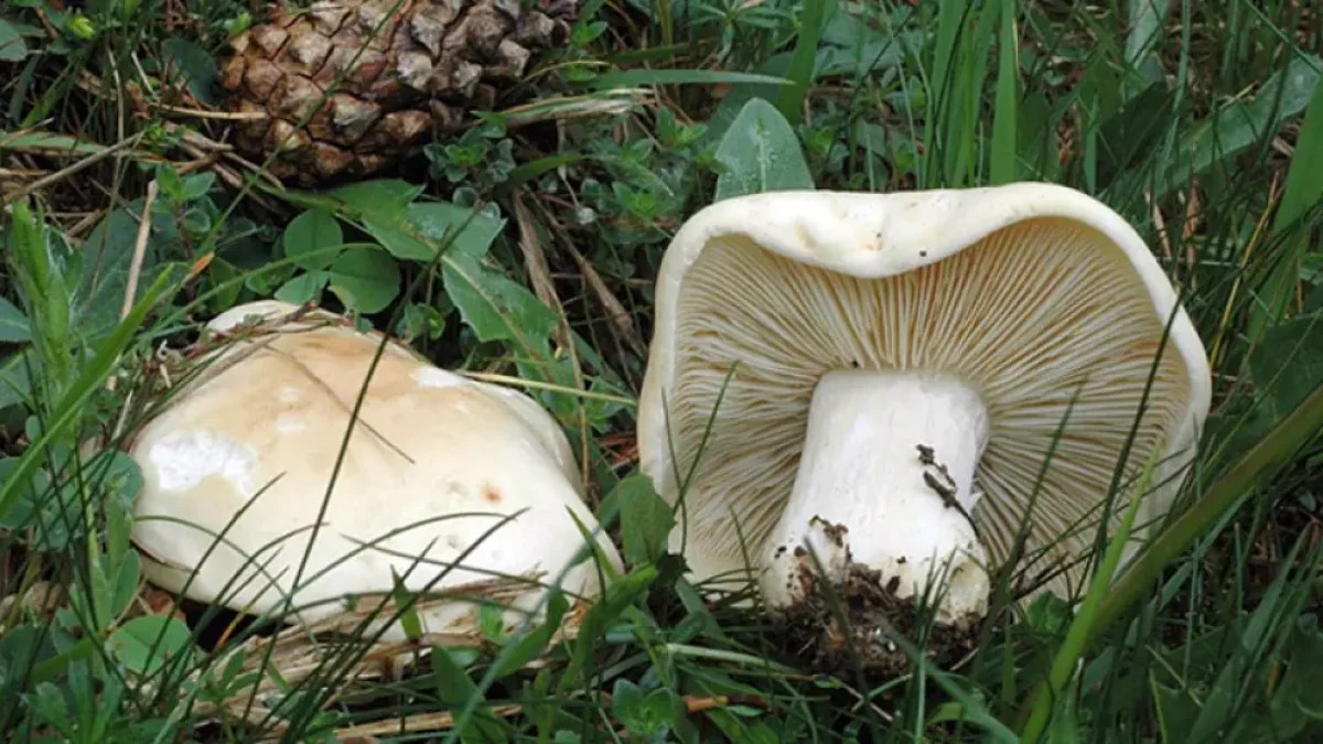 Hay una gran expectación por la producción que hay de especies de primavera.