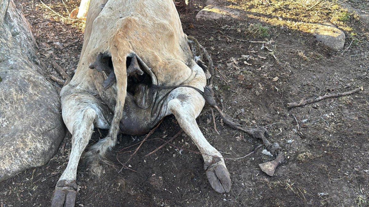 Una de las cabezas de ganado objeto del ataque de buitres.