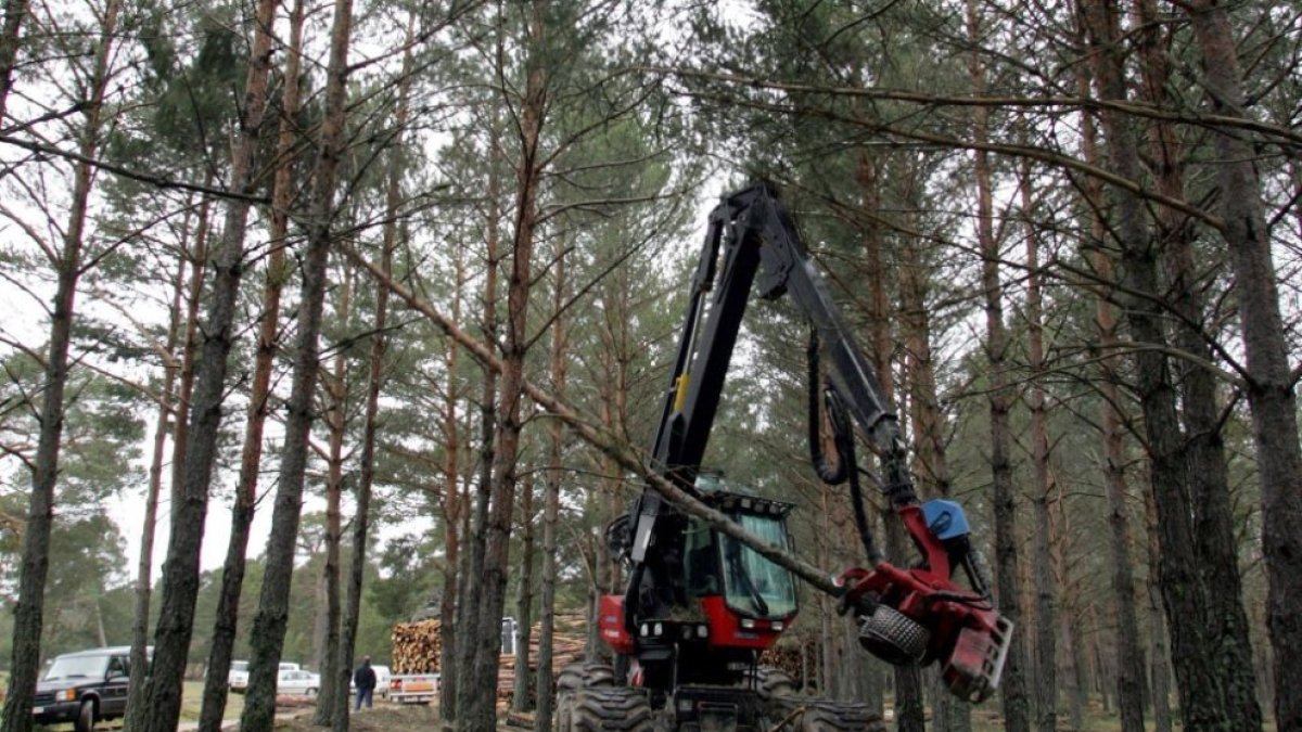 Trabajos forestales en un monte de Soria.