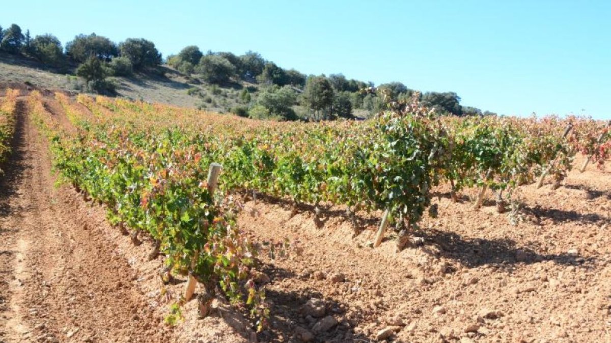 Viñedo en la provincia de Soria.