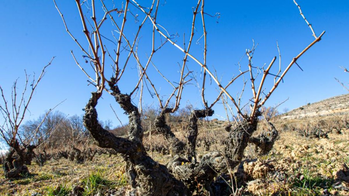 Cepa en una viña de Soria.