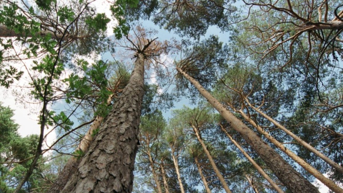 Bosque de Covaleda.