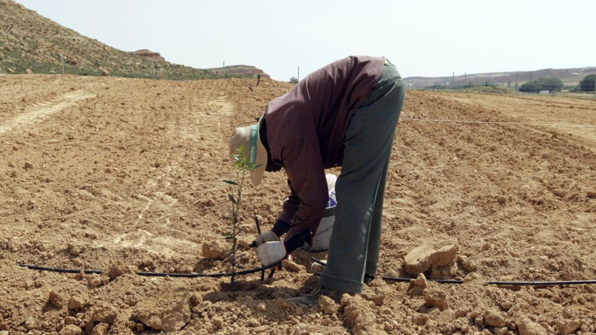 Trabajador inmigrante en Soria.